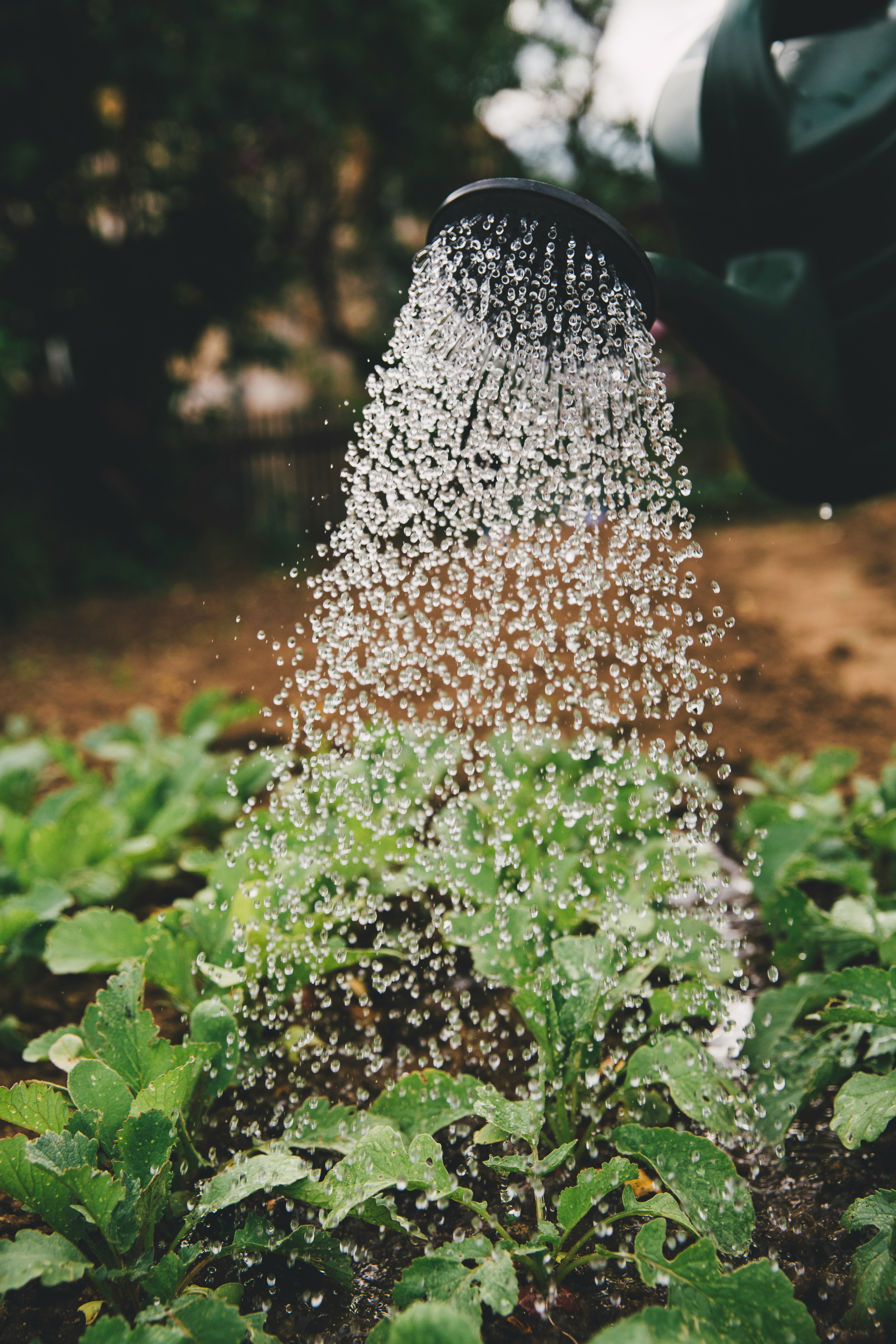 Mindfulness for Climate Anxiety